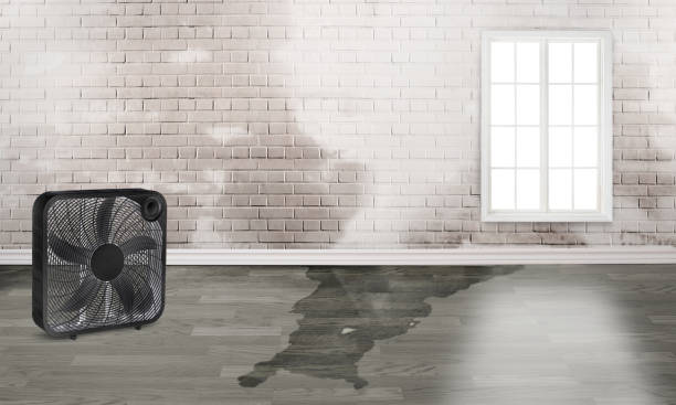 Best Local water damage restoration  in Spinnerstown, PA